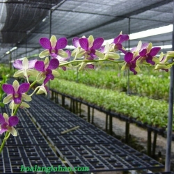 Dendrobium