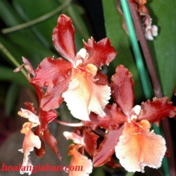 Vũ Nữ
