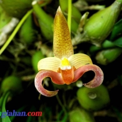 lan rừng