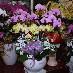 Hồ Điệp Cắm Chậu nghệ thuật