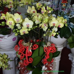 Hồ Điệp Cắm Chậu nghệ thuật
