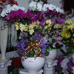 Hồ Điệp Cắm Chậu nghệ thuật