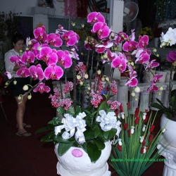 Hồ Điệp Cắm Chậu nghệ thuật