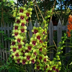 Dendrobium