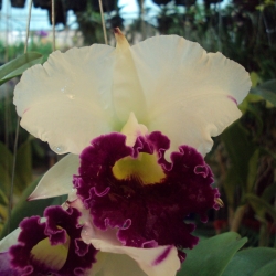 Cattleya
