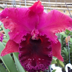 Cattleya
