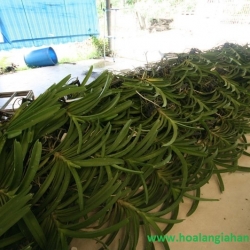 Cây Lan Giống