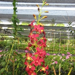 Dendrobium