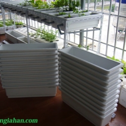 Vật Tư Hoa Lan