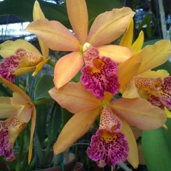 Cattleya