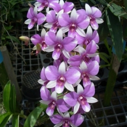 Dendrobium