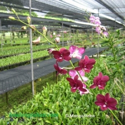 Dendrobium