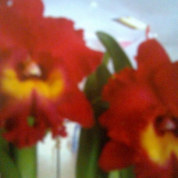 Cattleya