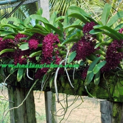 Lan Ngọc điểm