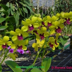 Dendrobium