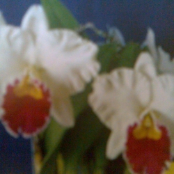 Cattleya