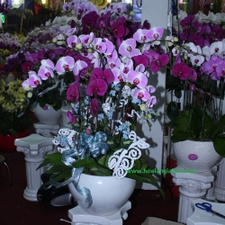 Hồ Điệp Cắm Chậu nghệ thuật