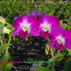 Dendrobium