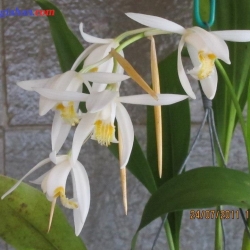 lan rừng