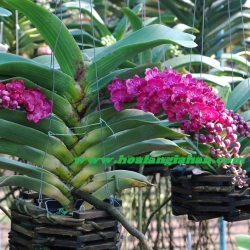 Lan Ngọc điểm