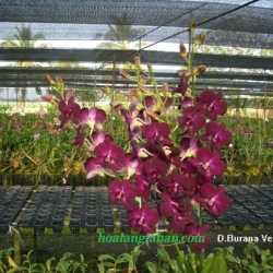 Dendrobium