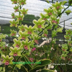 Dendrobium