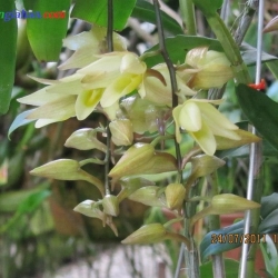 lan rừng