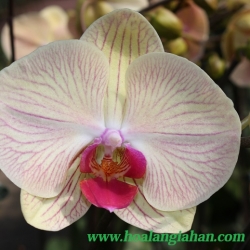 Hồ Điệp