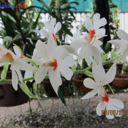 lan rừng