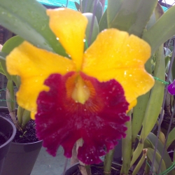 Cattleya