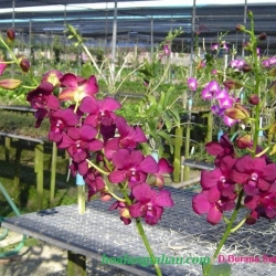 Dendrobium