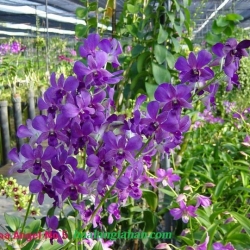 Dendrobium