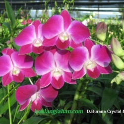 Dendrobium