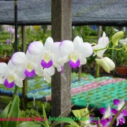 Dendrobium