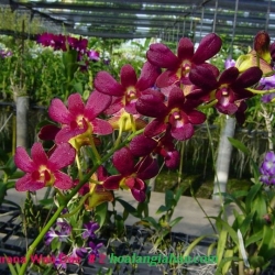 Dendrobium