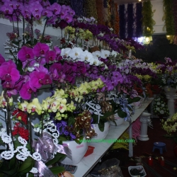 Hồ Điệp Cắm Chậu nghệ thuật