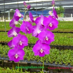 Dendrobium