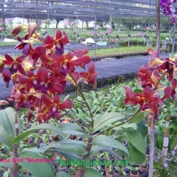 Dendrobium