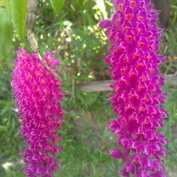 báu hỹ