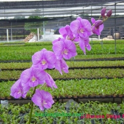 Dendrobium