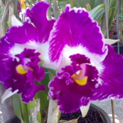 Cattleya