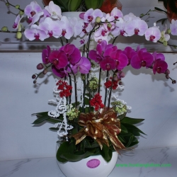 Hồ Điệp Cắm Chậu nghệ thuật