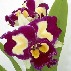 Cattleya