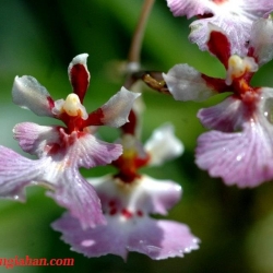 Vũ Nữ