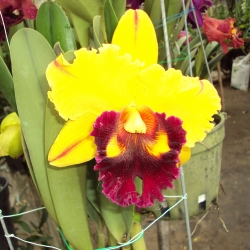 Cattleya