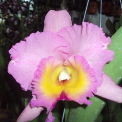 Cattleya