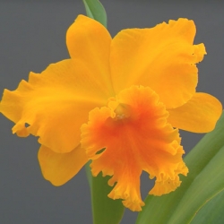 Cattleya