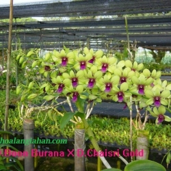 Dendrobium