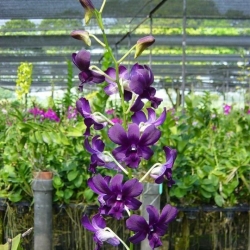 Dendrobium