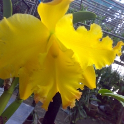 Cattleya